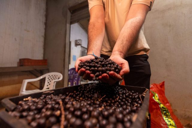 Pacajá — Açai Haroldo