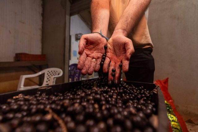 Pacajá — Açai Haroldo