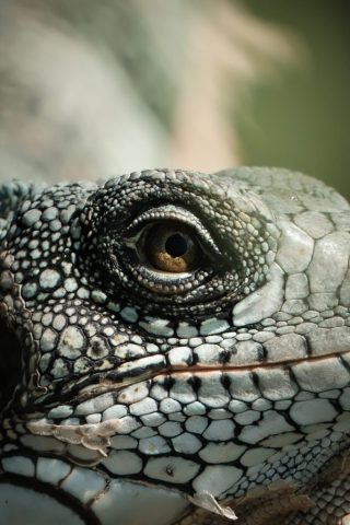 Pacajá — Animais