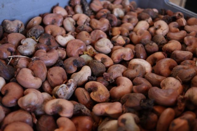 Plantio De Acerola, Uva, Coco, Banana E Goiaba, São João do Piauí